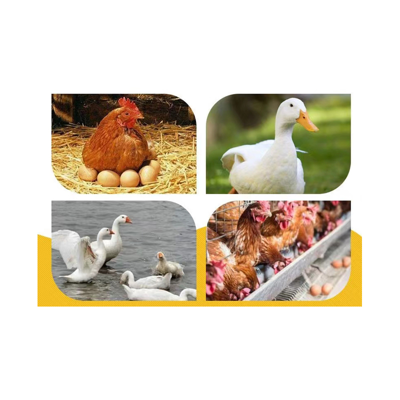 Clostridium Butyricum