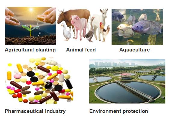 Potential benefits of Bacillus subtilis