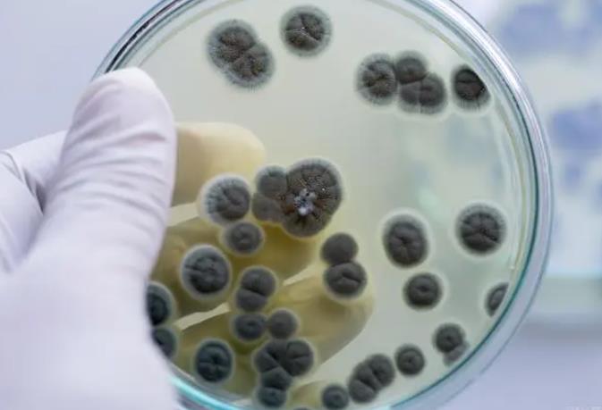 Global Agent Wanted: Join Our Trichoderma Harzianum Success Story!